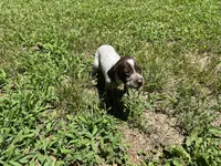 Girl 2 , a female German Shorthaired Pointer for sale in Stanley, NC – 1 of 4