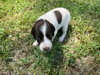 Boy 2, a male German Shorthaired Pointer for sale in Stanley, NC – 8 of 8