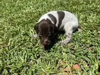 Girl 3, a female German Shorthaired Pointer for sale in Stanley, NC – 1 of 4