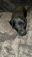 F2, a female German Shorthaired Pointer for sale in Stanley, NC – 7 of 7