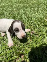 Girl 5, a female German Shorthaired Pointer for sale in Stanley, NC – 4 of 5