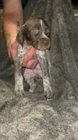 F5, a female German Shorthaired Pointer for sale in Stanley, NC – 5 of 5