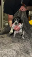 F1, a female German Shorthaired Pointer for sale in Stanley, NC – 4 of 6