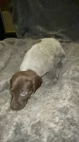 F3, a female German Shorthaired Pointer for sale in Stanley, NC – 3 of 4