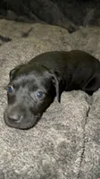 F2, a female German Shorthaired Pointer for sale in Stanley, NC – 4 of 7