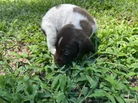 Boy 1, a male German Shorthaired Pointer for sale in Stanley, NC – 6 of 8
