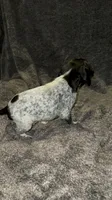 M 1, a male German Shorthaired Pointer for sale in Stanley, NC – 4 of 8