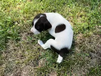 Boy 2, a male German Shorthaired Pointer for sale in Stanley, NC – 5 of 8