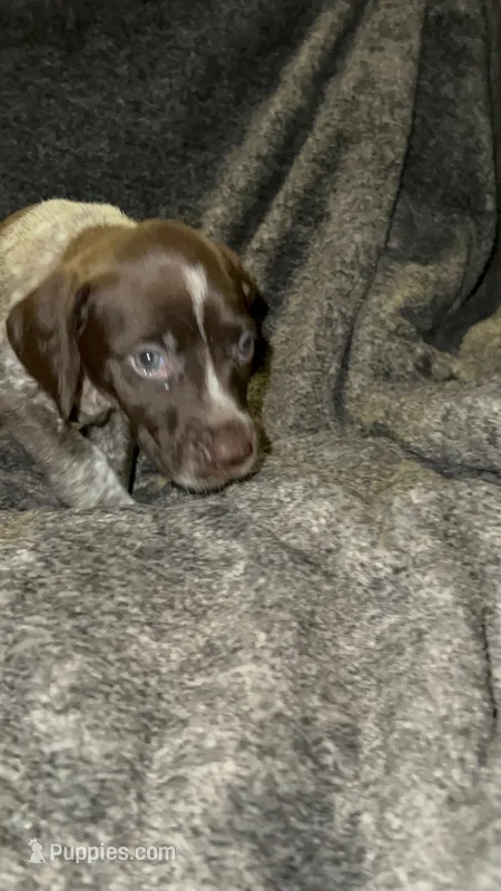F5 – German Shorthaired Pointer puppy for sale in Stanley, NC