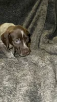 F5, a female German Shorthaired Pointer for sale in Stanley, NC – 1 of 5
