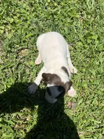 Girl 5, a female German Shorthaired Pointer for sale in Stanley, NC – 2 of 5