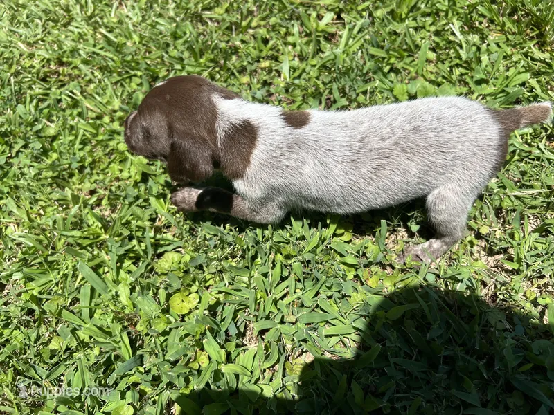 Girl 1  – German Shorthaired Pointer puppy for sale in Stanley, NC
