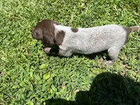 Girl 1 , a female German Shorthaired Pointer for sale in Stanley, NC – 1 of 5