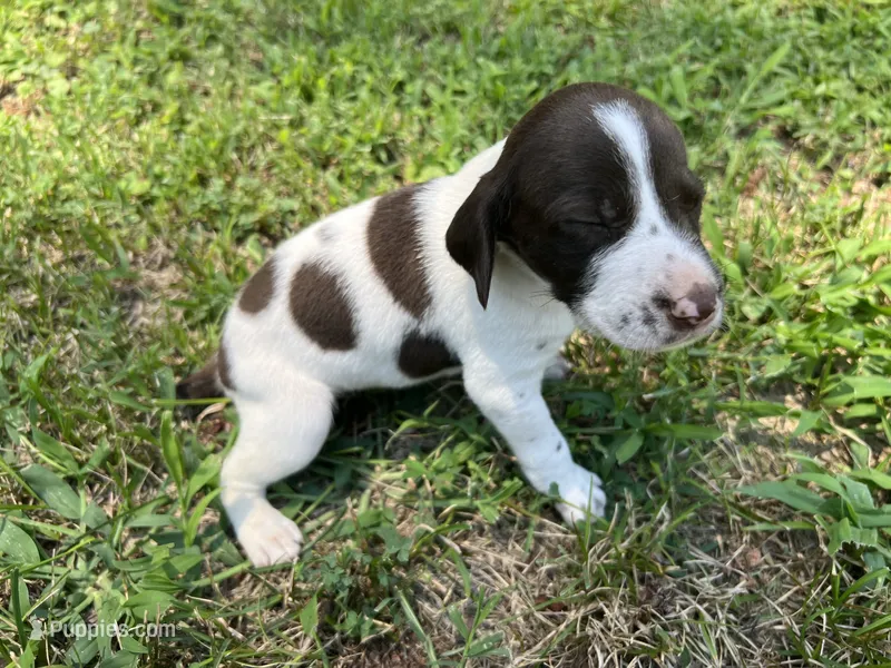 Boy 3 – German Shorthaired Pointer puppy for sale in Stanley, NC