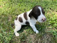 Boy 3, a male German Shorthaired Pointer for sale in Stanley, NC – 1 of 9