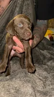 M1, a male German Shorthaired Pointer for sale in Stanley, NC – 4 of 4