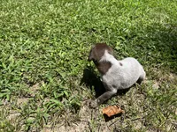 Girl 1 , a female German Shorthaired Pointer for sale in Stanley, NC – 3 of 5