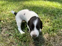Boy 2, a male German Shorthaired Pointer for sale in Stanley, NC – 2 of 8