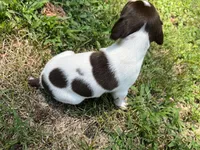 Boy 3, a male German Shorthaired Pointer for sale in Stanley, NC – 9 of 9