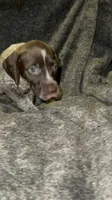 F5, a female German Shorthaired Pointer for sale in Stanley, NC – 3 of 5