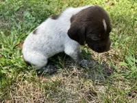 Boy 1, a male German Shorthaired Pointer for sale in Stanley, NC – 7 of 8