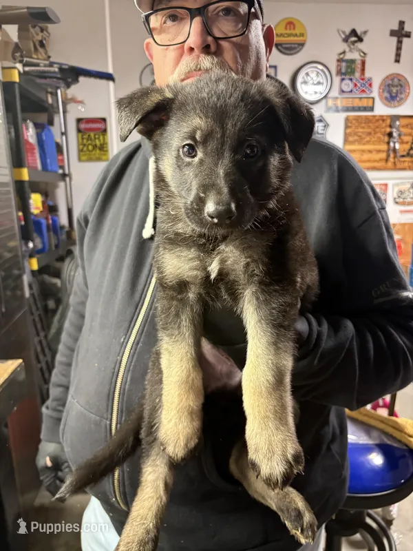 German Sheppard Puppies 
