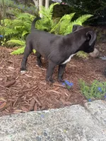 Puppy #3, a male American Pit Bull Terrier and Labrador Retriever for sale in White Center, WA – 2 of 3