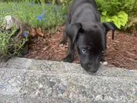 Puppy #2, a female American Pit Bull Terrier and Labrador Retriever for sale in White Center, WA – 3 of 3