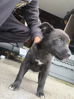 Puppy #1, a female American Pit Bull Terrier and Labrador Retriever for sale in White Center, WA – 3 of 4