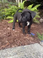 Puppy #3, a male American Pit Bull Terrier and Labrador Retriever for sale in White Center, WA – 1 of 3
