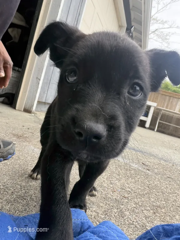 Puppy #1 – American Pit Bull Terrier, Labrador Retriever puppy for sale in White Center, WA