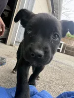 Puppy #1, a female American Pit Bull Terrier and Labrador Retriever for sale in White Center, WA – 1 of 4