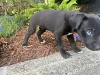 Puppy #2, a female American Pit Bull Terrier and Labrador Retriever for sale in White Center, WA – 2 of 3