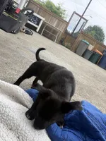 Puppy #1, a female American Pit Bull Terrier and Labrador Retriever for sale in White Center, WA – 4 of 4