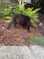Puppy #3, a male American Pit Bull Terrier and Labrador Retriever for sale in White Center, WA – 3 of 3