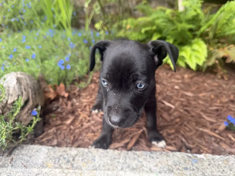 Puppy #2 – American Pit Bull Terrier, Labrador Retriever puppy for sale in White Center, WA