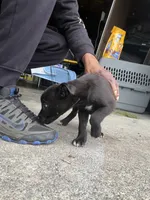 Puppy #1, a female American Pit Bull Terrier and Labrador Retriever for sale in White Center, WA – 2 of 4