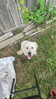 Lucas, a male Goldendoodle for sale in Cleveland, OH – 6 of 6