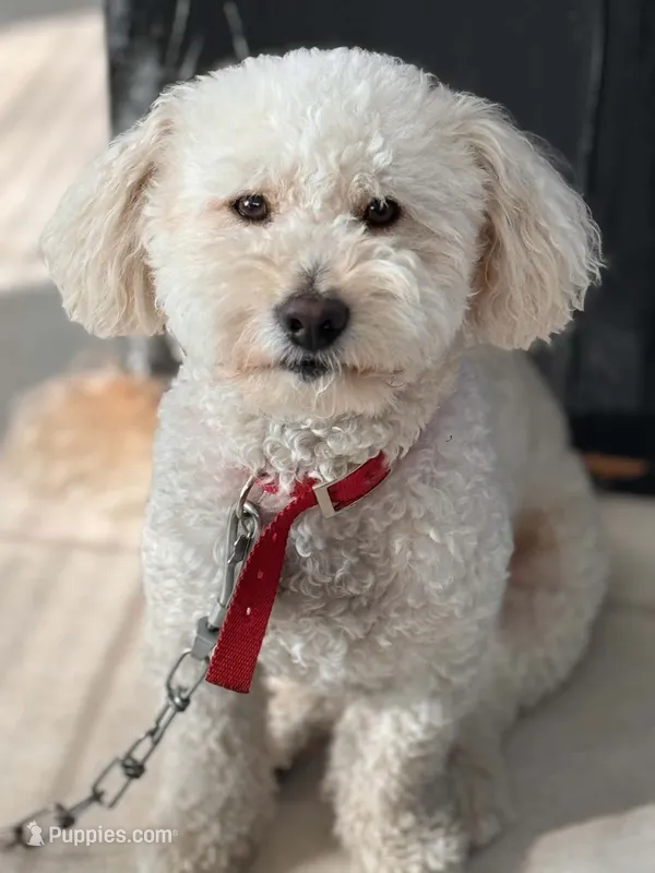 Lucas – Goldendoodle puppy for sale in Cleveland, OH