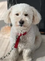 Lucas, a male Goldendoodle for sale in Cleveland, OH – 1 of 6