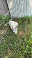 Lucas, a male Goldendoodle for sale in Cleveland, OH – 5 of 6