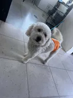 Lucas, a male Goldendoodle for sale in Cleveland, OH – 2 of 6