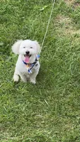 Lucas, a male Goldendoodle for sale in Cleveland, OH – 4 of 6