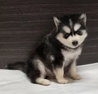 Loki, a male Pomsky for sale in Tampico, IL – Photo 3 of 4