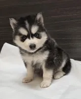 Loki, a male Pomsky for sale in Tampico, IL – Photo 2 of 4