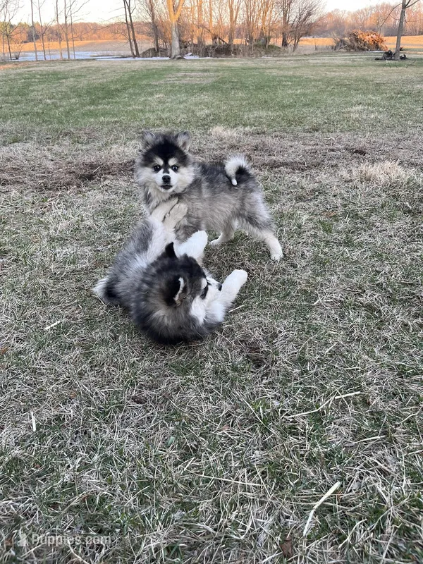Leo – Pomsky puppy for sale in Tampico, IL