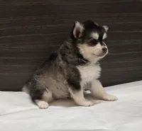 Leo, a male Pomsky for sale in Tampico, IL – Photo 4 of 4