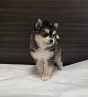 Leo, a male Pomsky for sale in Tampico, IL – Photo 3 of 4