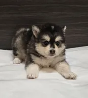 Leo, a male Pomsky for sale in Tampico, IL – Photo 1 of 4