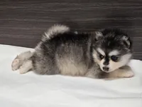 Nala, a female Pomsky for sale in Tampico, IL – Photo 3 of 3